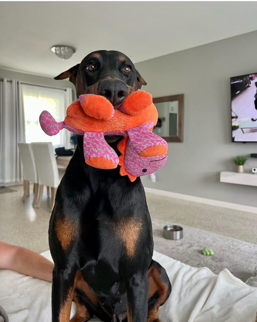 Doberman Puppies for Adoption