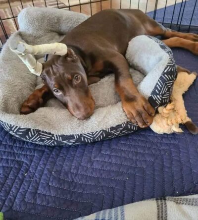 European Doberman puppies for sale